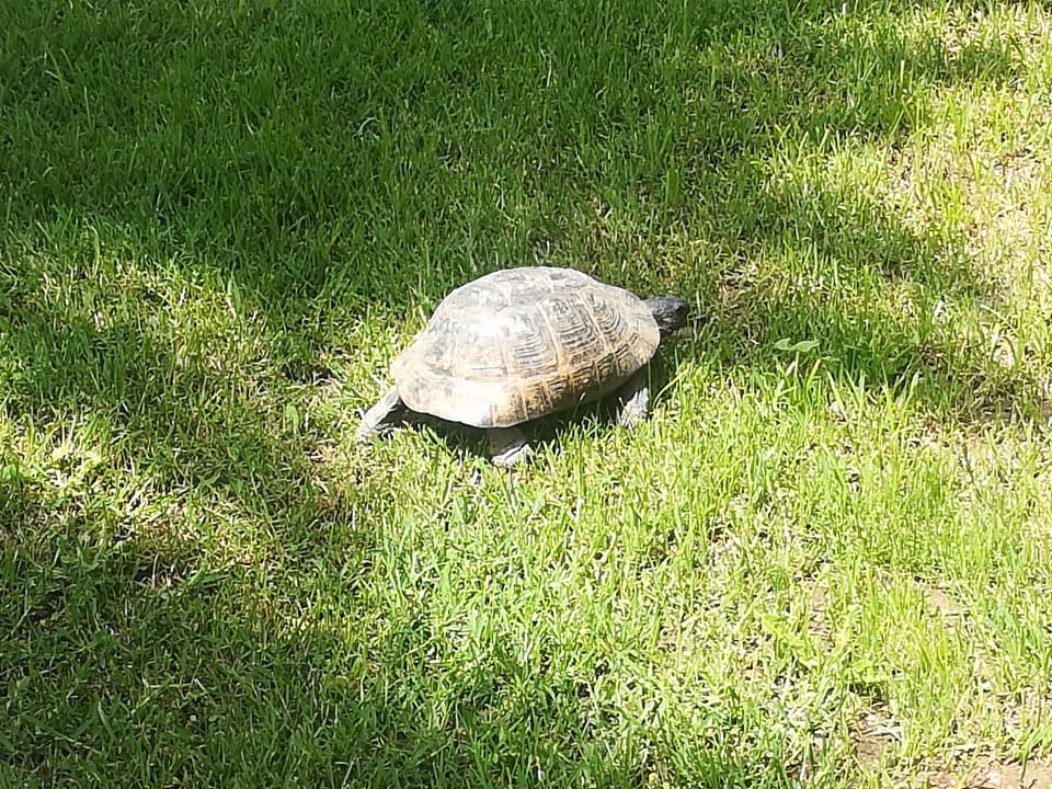 Schildi Saphir Resort & Spa