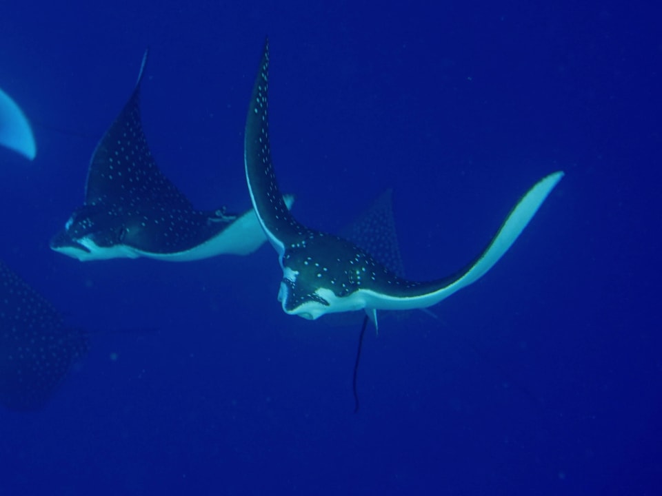 Schnorcheln ananea Diamonds Athuruga