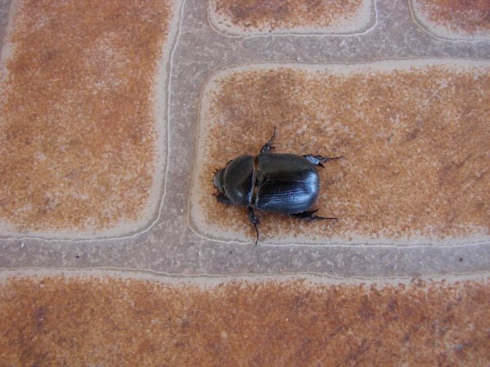 Skarabeusz Three Corners Equinox Beach Resort