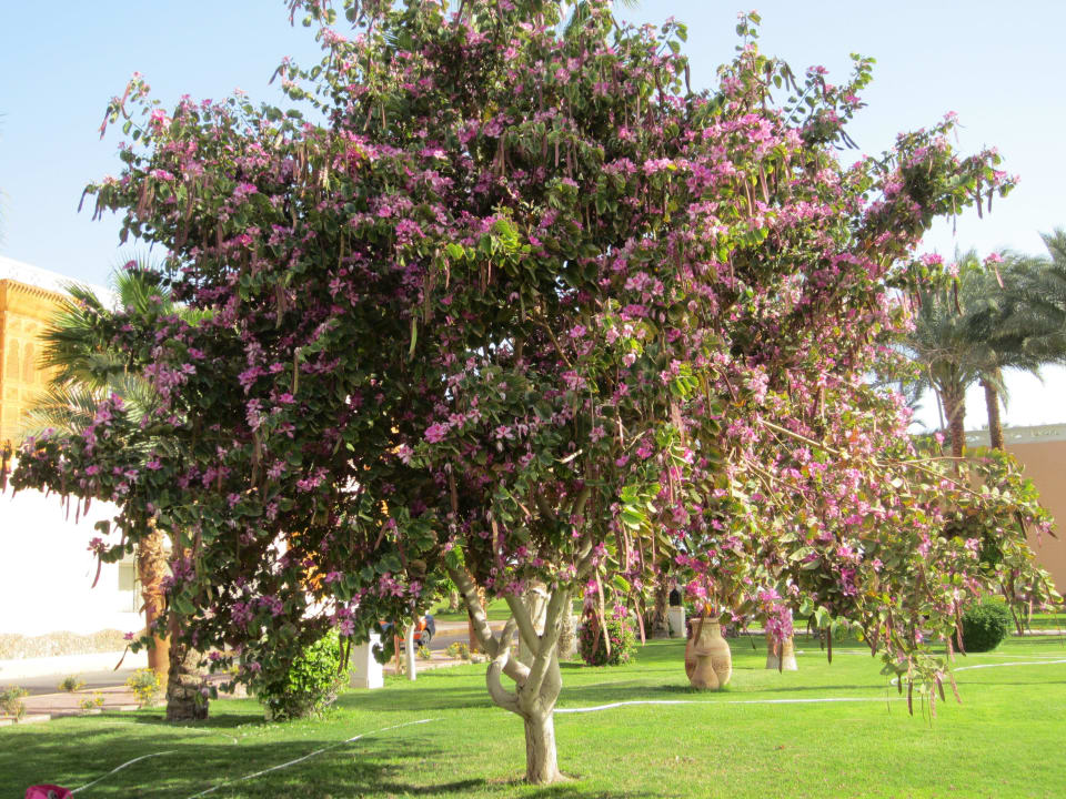 Wunderschöne Gartenanlage Pickalbatros Aqua Park Resort - Hurghada