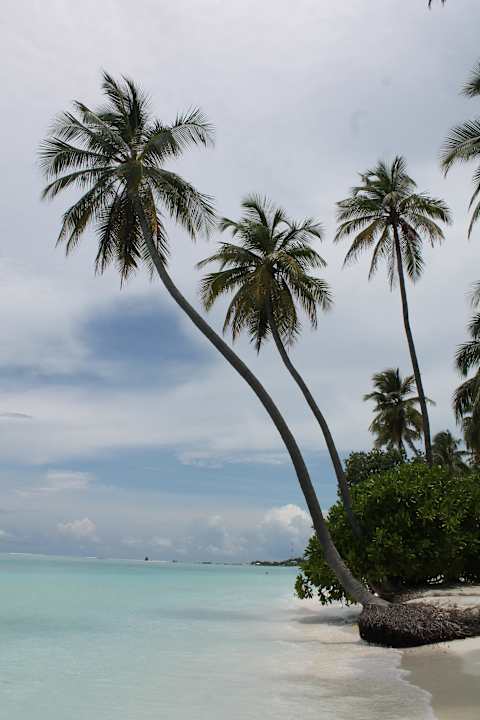 Palmen und Strand Meeru Maldives Resort Island