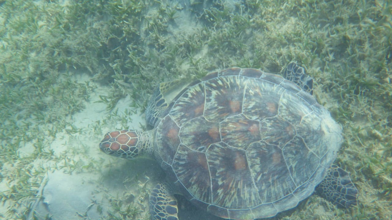 Turtle in the Cove SUNRISE Cardina Resort