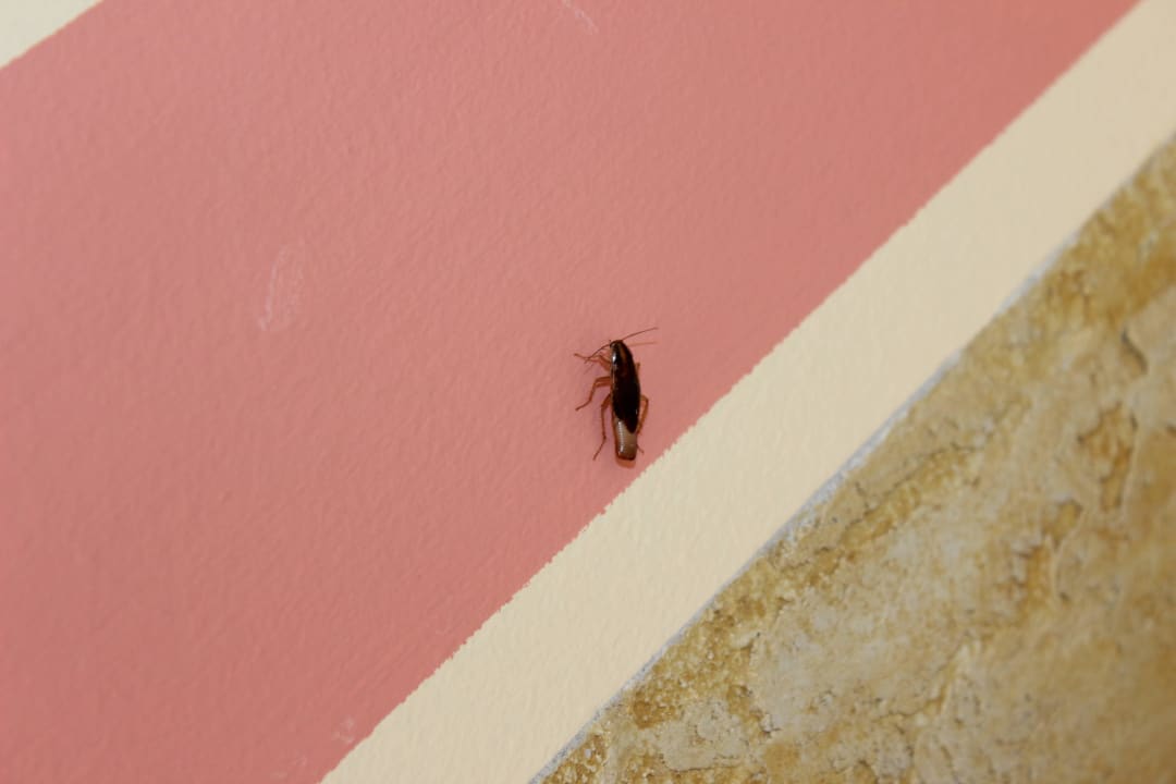 Cockroach in building Memories Flamenco Beach Resort
