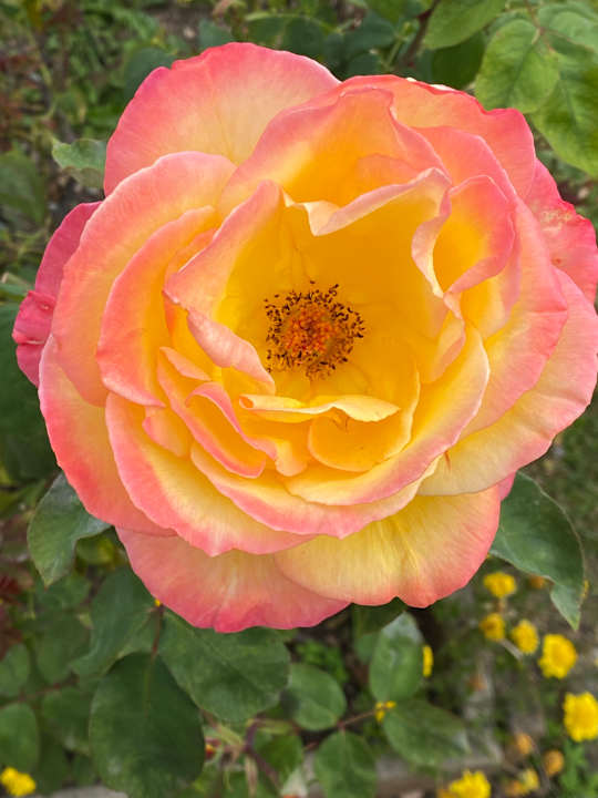 Gartenanlage Hotel Belsoggiorno