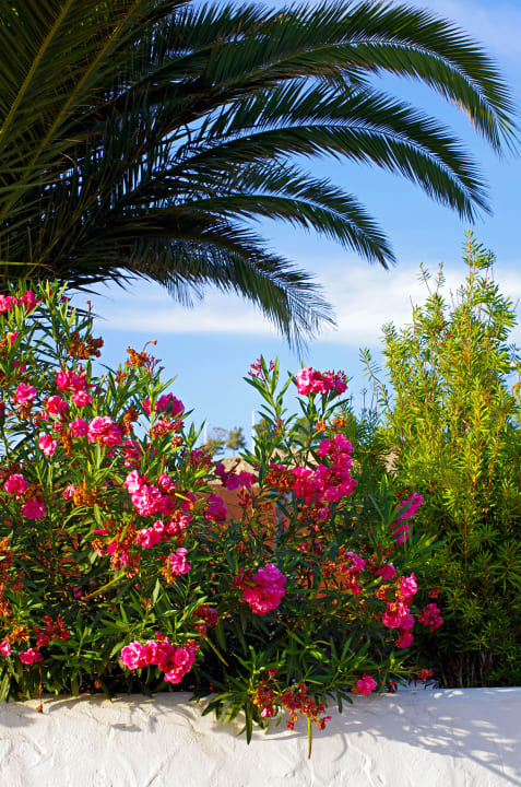 Flowers Hotel Ocean World