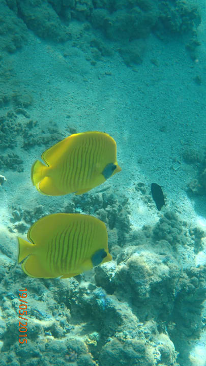 Makadi Beach Jaz Makadi Oasis Resort