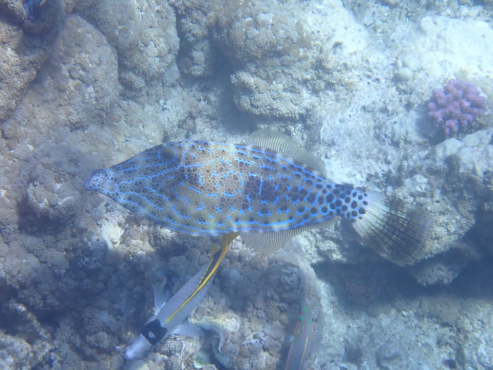 Sport & Freizeit Three Corners Equinox Beach Resort