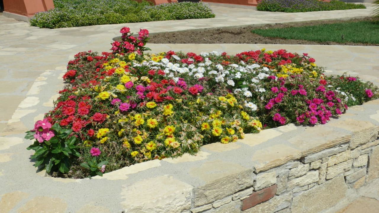 Überall schöne Blumenbeete Arum Barut Collection