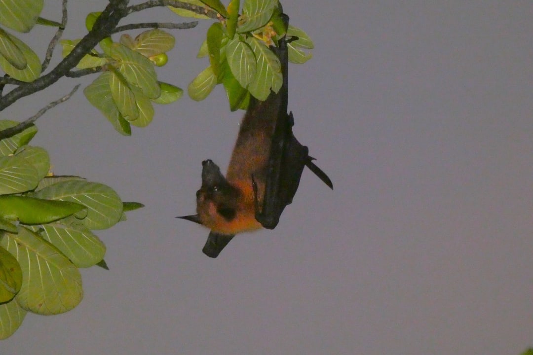 Sonstiges Innahura Maldives Resort