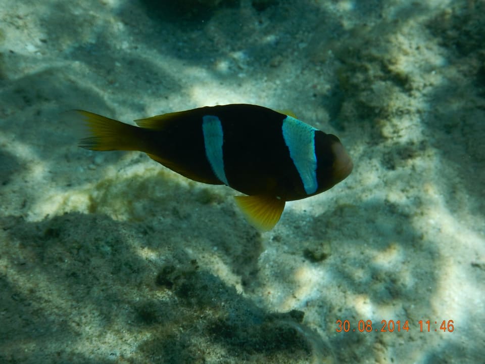 Anemonenfisch/Hausriff Arabia Azur Resort