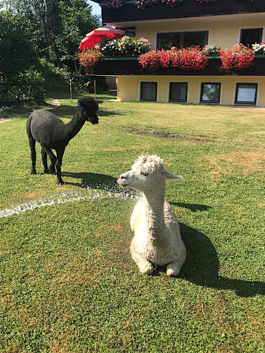 Gartenanlage Sporthotel Wilder Kaiser