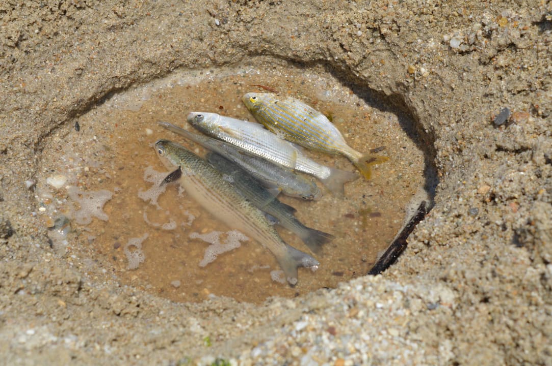 Rybki łapane przez Greków Hotel Athos Palace
