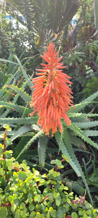 Gartenanlage Hotel Delphin Imperial