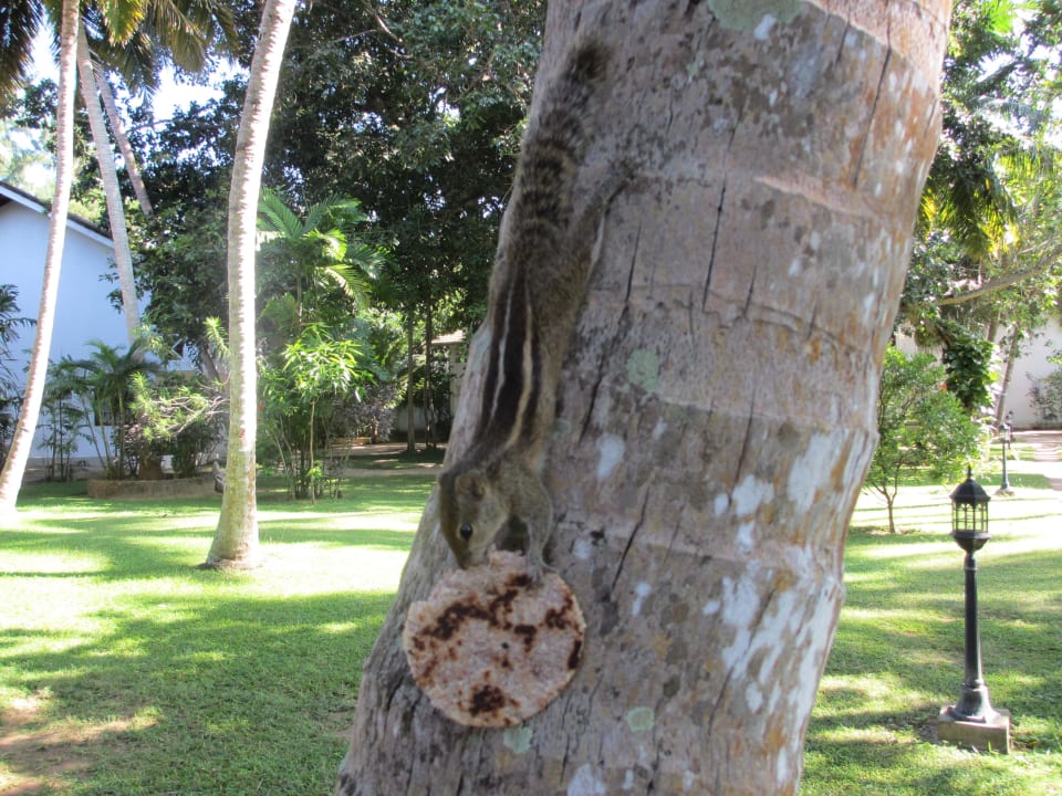 Eichhörnchen bedienen sich selber  Surya Lanka Ayurveda Beach Resort