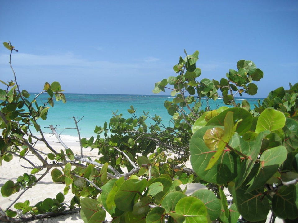 Blick aufs Meer Grand Palladium Punta Cana Resort & Spa