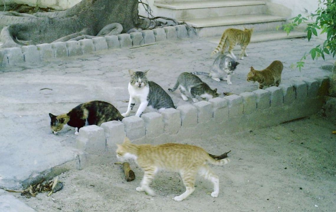 Die Wild-Katzen der Anlage Hotel Coralia Jawhara Palm Beach