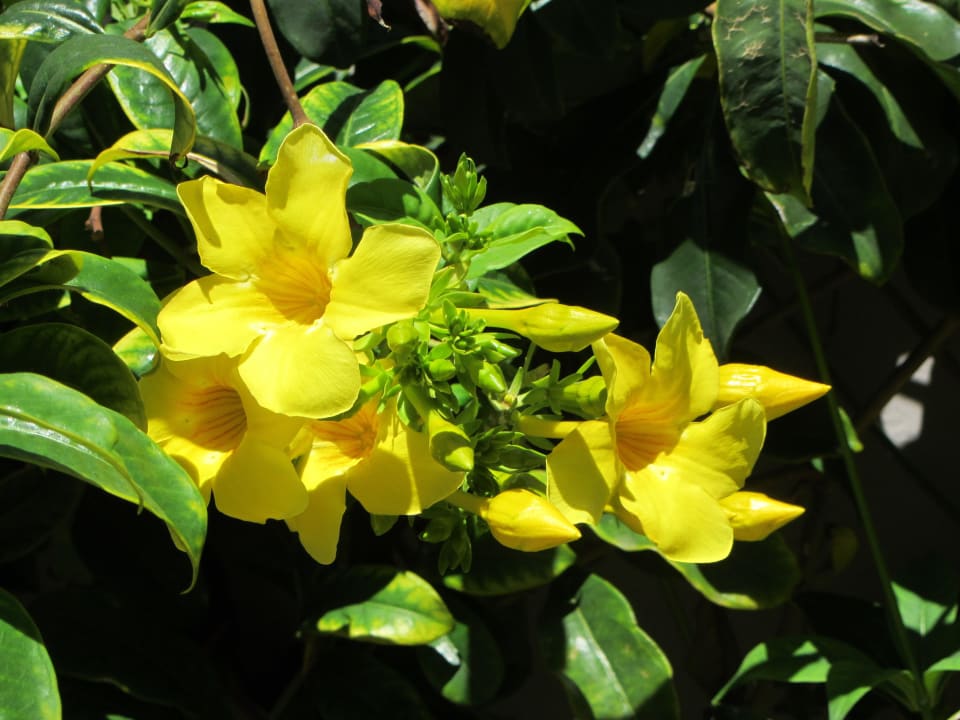 Blütenpracht am Eingang Tropical Attitude - Adults only