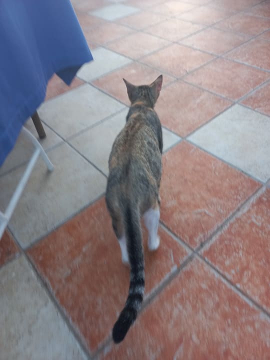 Sonstiges Ali Bey Club