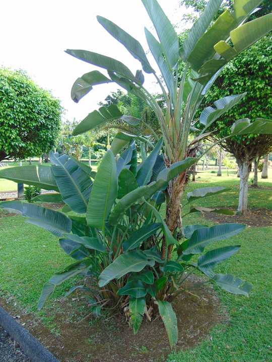 Gartenanlage Sofitel Malabo Sipopo Le Golf