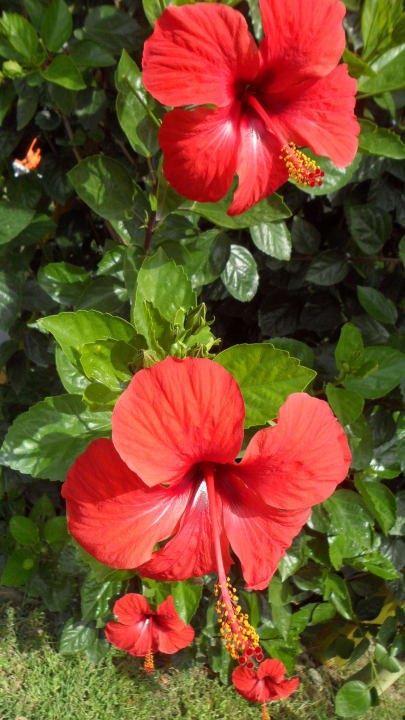 Hibiskusblüten im Oktober (nahe der Wasserrutsche) Sun Club Hotel