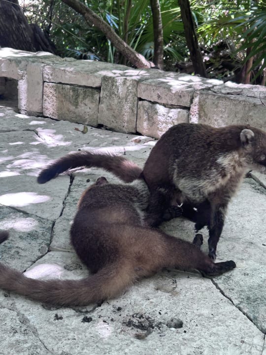 Gartenanlage Catalonia Royal Tulum Beach & Spa Resort - Adults only