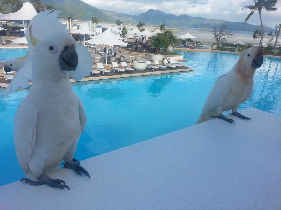 Amici InterContinental Hayman Island Resort