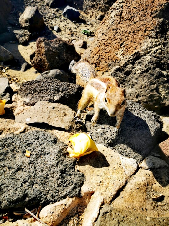 Sonstiges ROBINSON ESQUINZO PLAYA