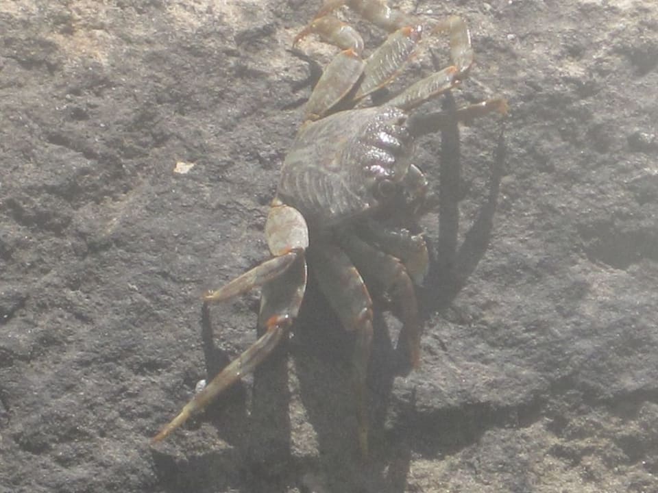 Strand Pickalbatros Citadel Resort