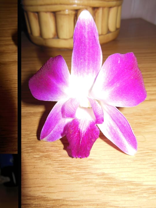 Begrüßungsblume auf dem Zimmer Hotel Ilima