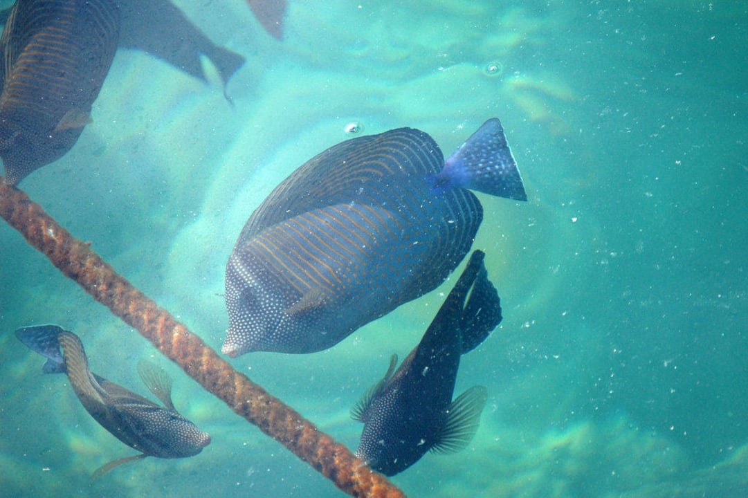 Fische direkt am Steg Stella Beach Resort & Spa Makadi Bay