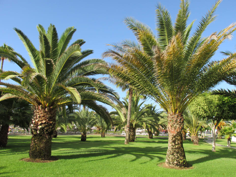 Gartenanlage Hotel Riu Gran Canaria