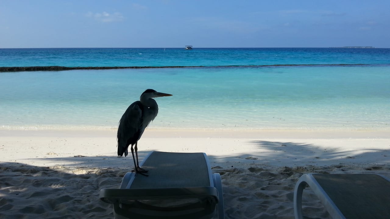Strand Kuramathi Maldives