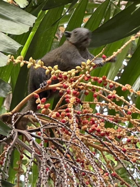 Gartenanlage Khao Lak Merlin Resort