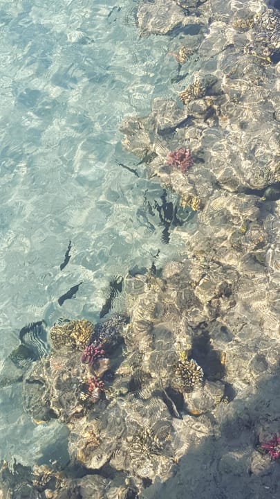 Leider nicht mehr so viele bunte Fische  Premier Le Reve Hotel & Spa