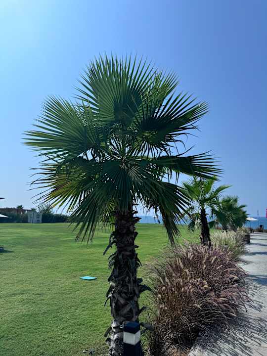 Gartenanlage Jacaranda Luxury Resort