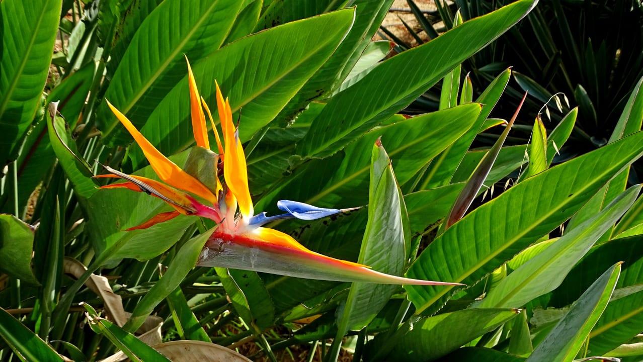 Gartenanlage Gaia Garden Hotel