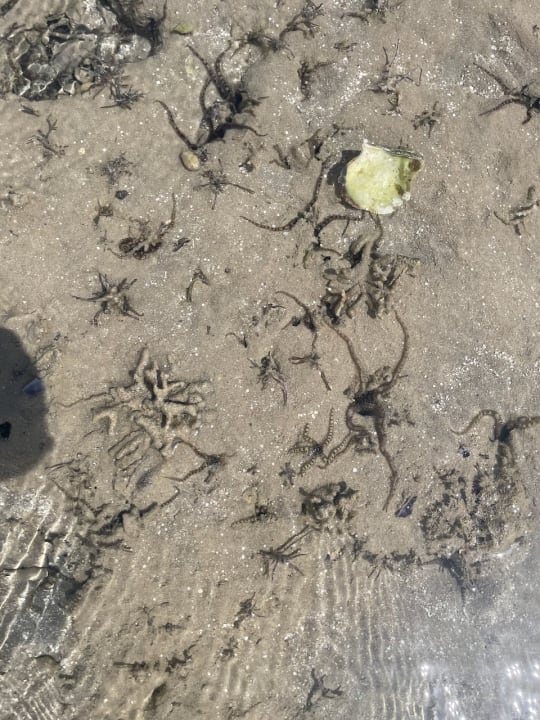 Sport & Freizeit Jaz Bluemarine