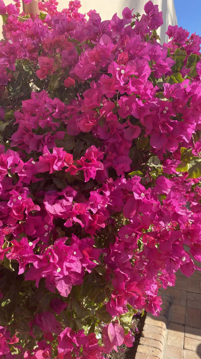 Garten Marriott Hurghada Beach Resort