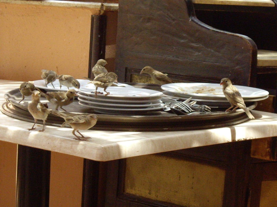 Vögel beim Essen Jaz Makadi Oasis Resort
