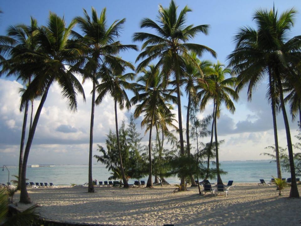 Ausblick vom Zimmer Barcelo Bavaro Beach - Adults only