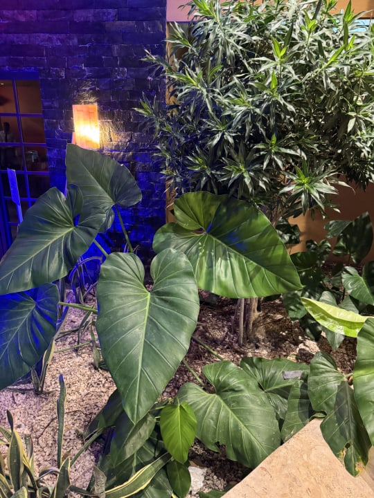 Gartenanlage Hotel Viva Dominicus Palace by Wyndham-All Inclusive Resort