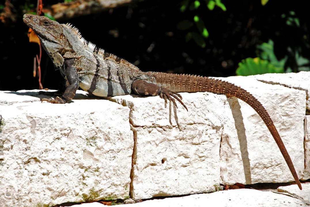 Leguan Catalonia Royal Tulum Beach & Spa Resort - Adults only