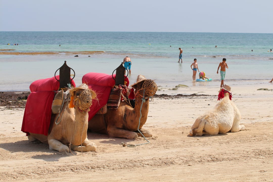 Camel Familie  Calimera Yati Beach