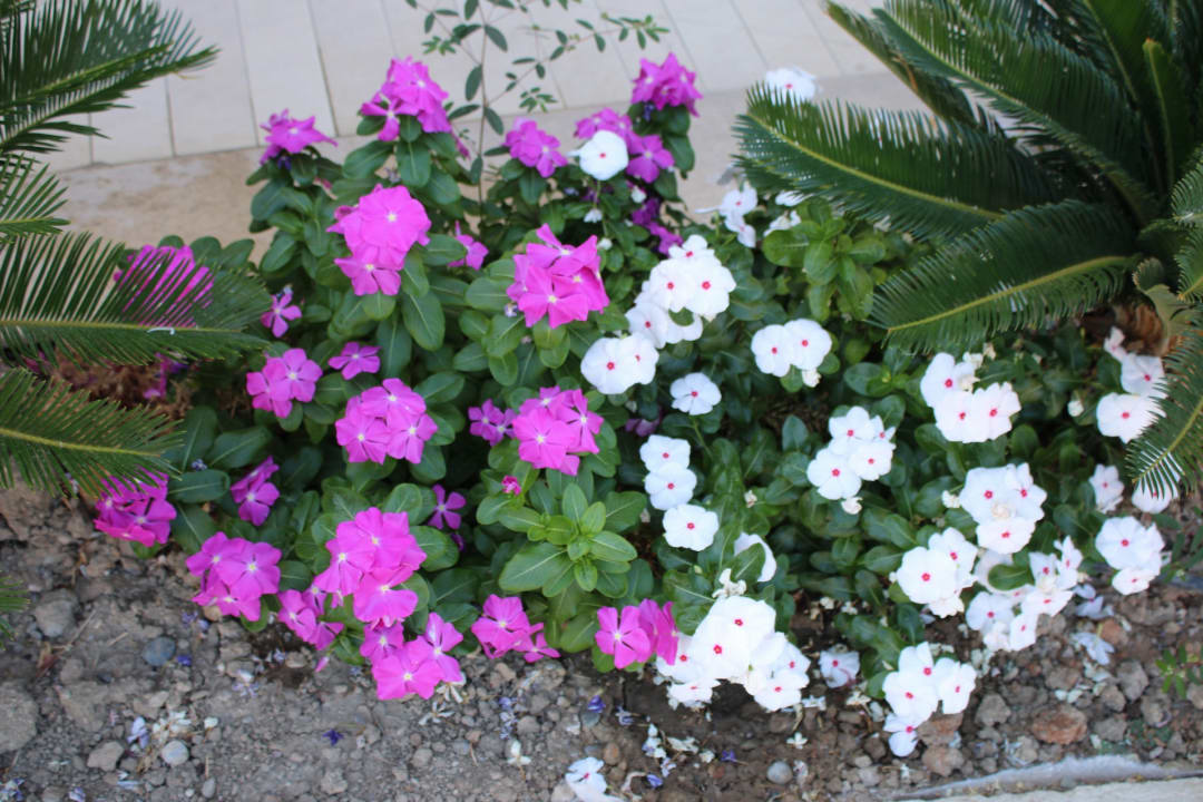 Gartenanlage Lindos Imperial Resort & Spa