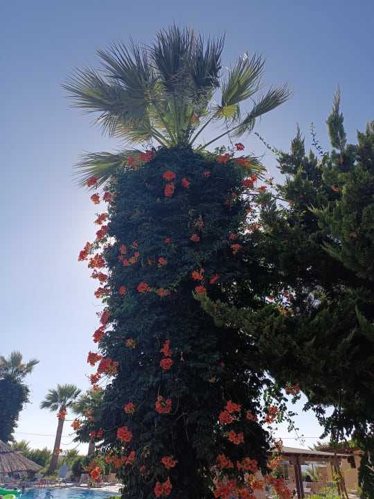 Gartenanlage Hotel Kouros Palace