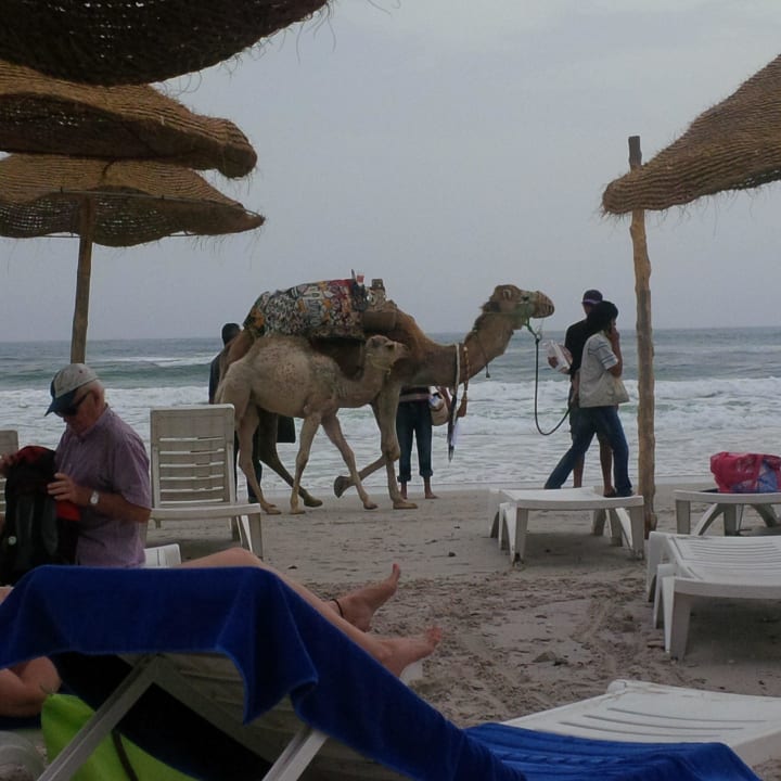 Kamele am Strand Hotel El Mouradi Cap Mahdia