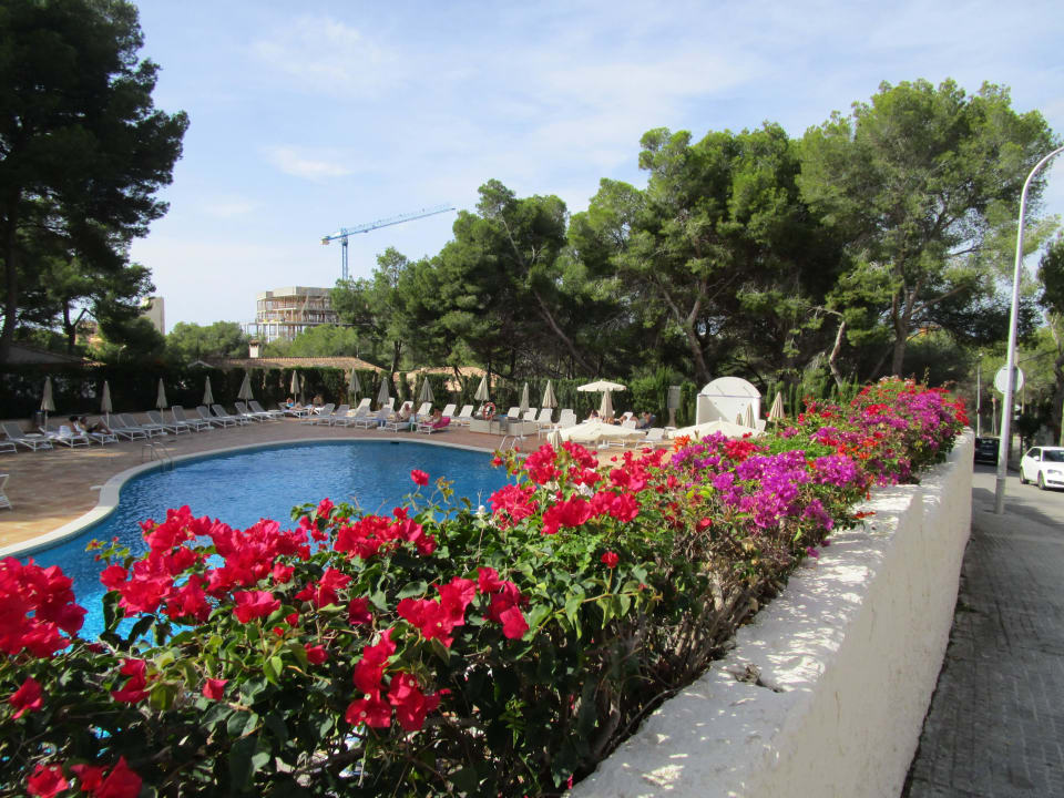 Pool Grupotel Orient