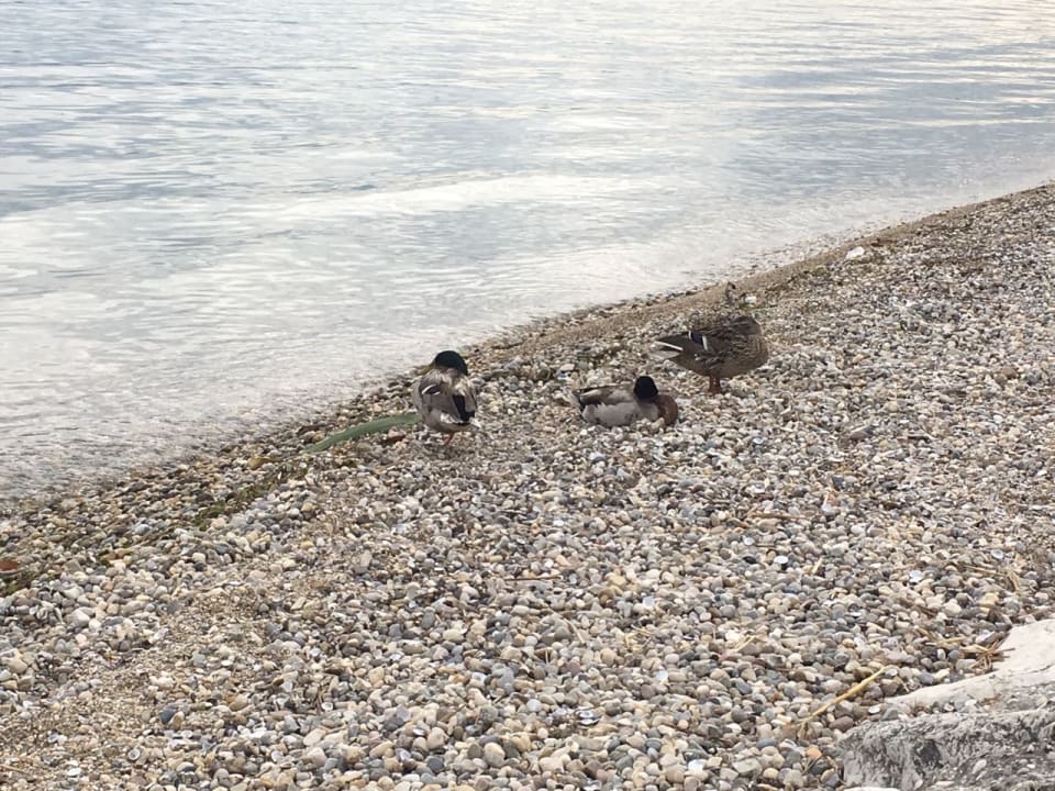 Strand Campeggio del Garda