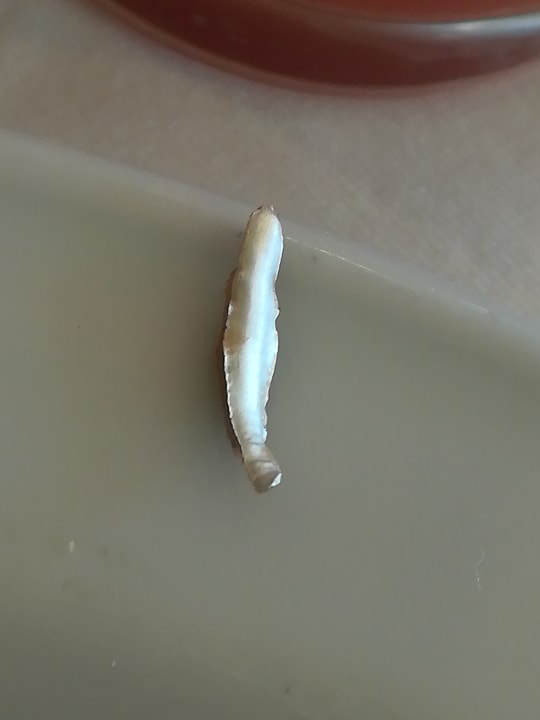 Gastro SBH Club Paraiso Playa