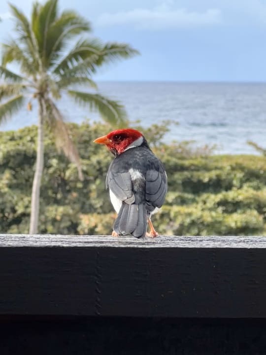 Sonstiges Sea Mountain Apartments